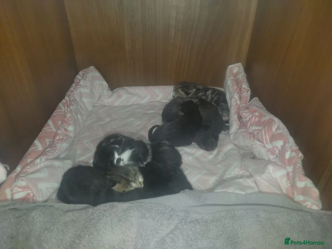 Bengal cats for sale: 8 Bengal mix kittens  in Bradford - Advert 2