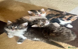 Mixed Breed cats for sale: 4 fluffy girls - Image 1