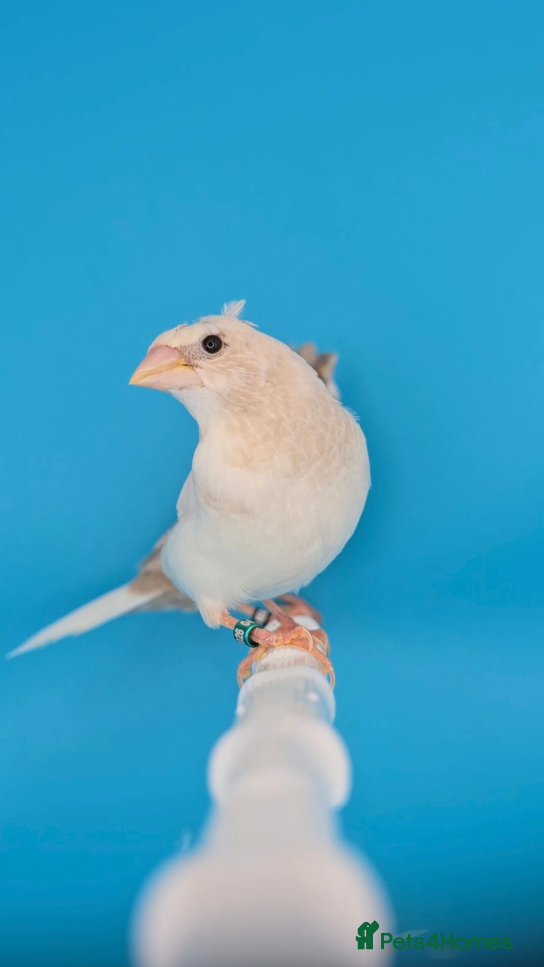 Finches birds for sale: Bengalese finches  - Advert 13