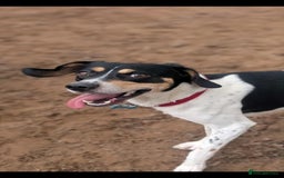 Mixed Breed dogs for adoption: Hutch is ready to find his forever family! - Image 4