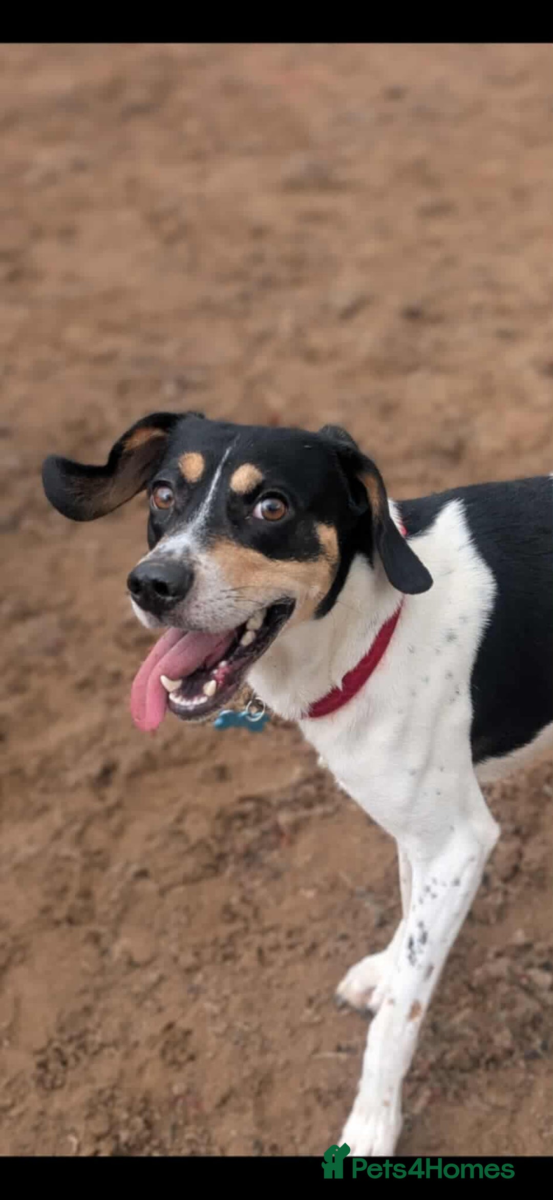 Mixed Breed dogs for adoption: Hutch is ready to find his forever family! - Image 4