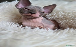 Sphynx cats for sale: Adorable Sphynx kittens💝🐈‍⬛🐈 - Image 16