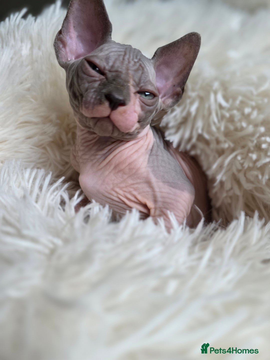 Sphynx cats for sale: Adorable Sphynx kittens💝🐈‍⬛🐈 - Image 16