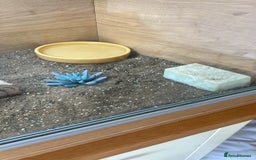 Tortoise reptiles for sale: Shelly The Tortoise  - Image 4