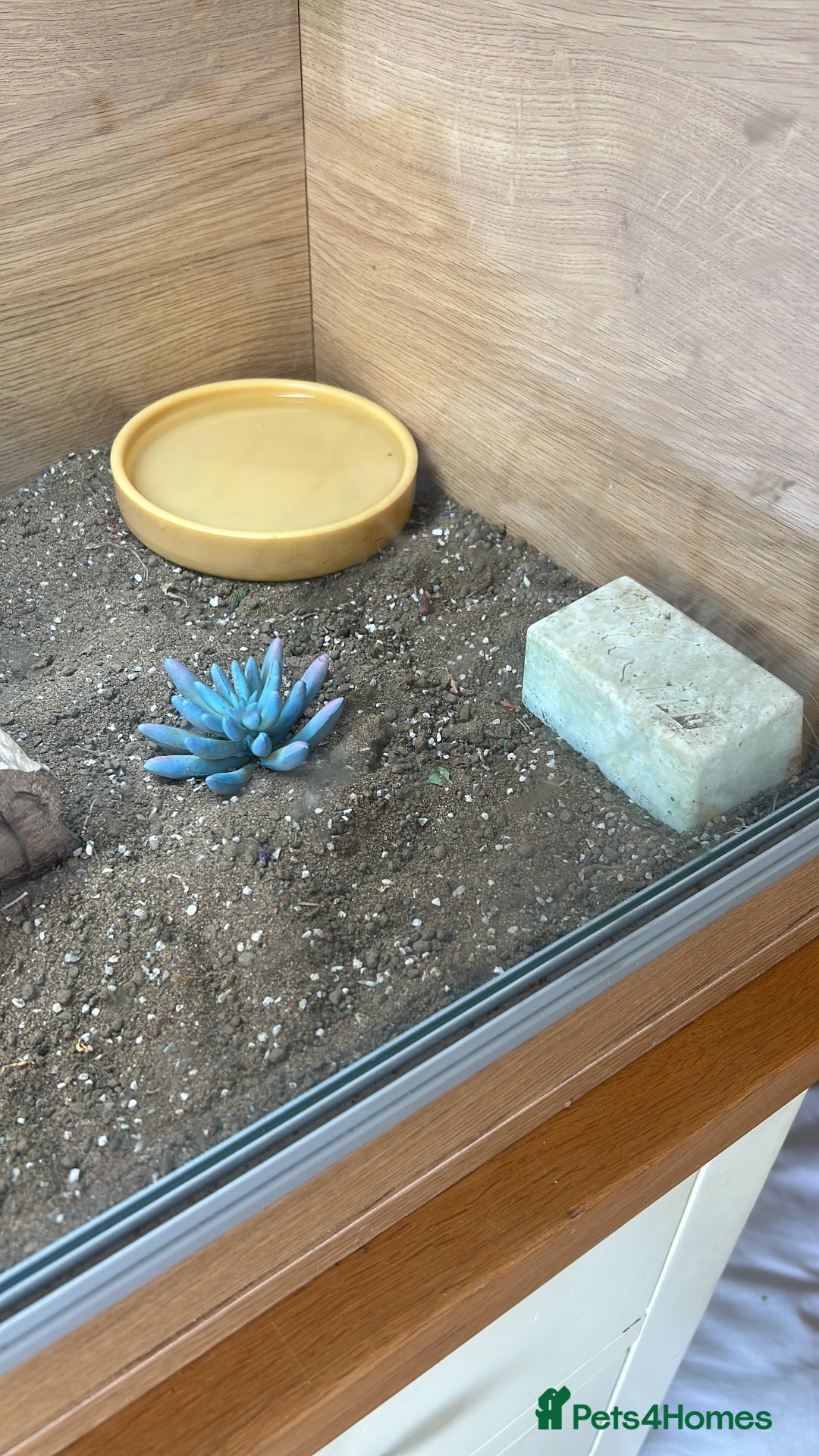 Tortoise reptiles for sale: Shelly The Tortoise  - Image 4