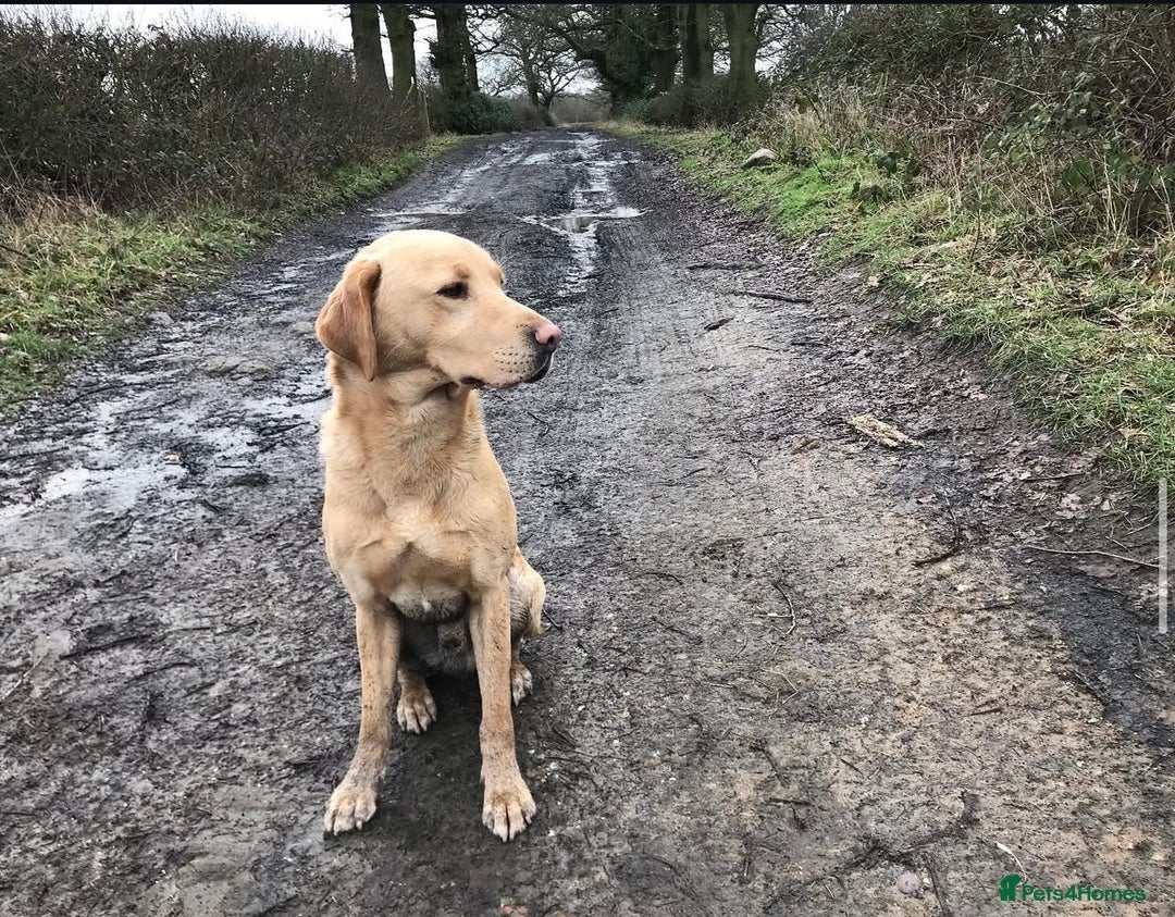 Labrador Retriever dogs for sale: KC Registered Labrador Retriever Bitch Puppy✨ - Advert 8