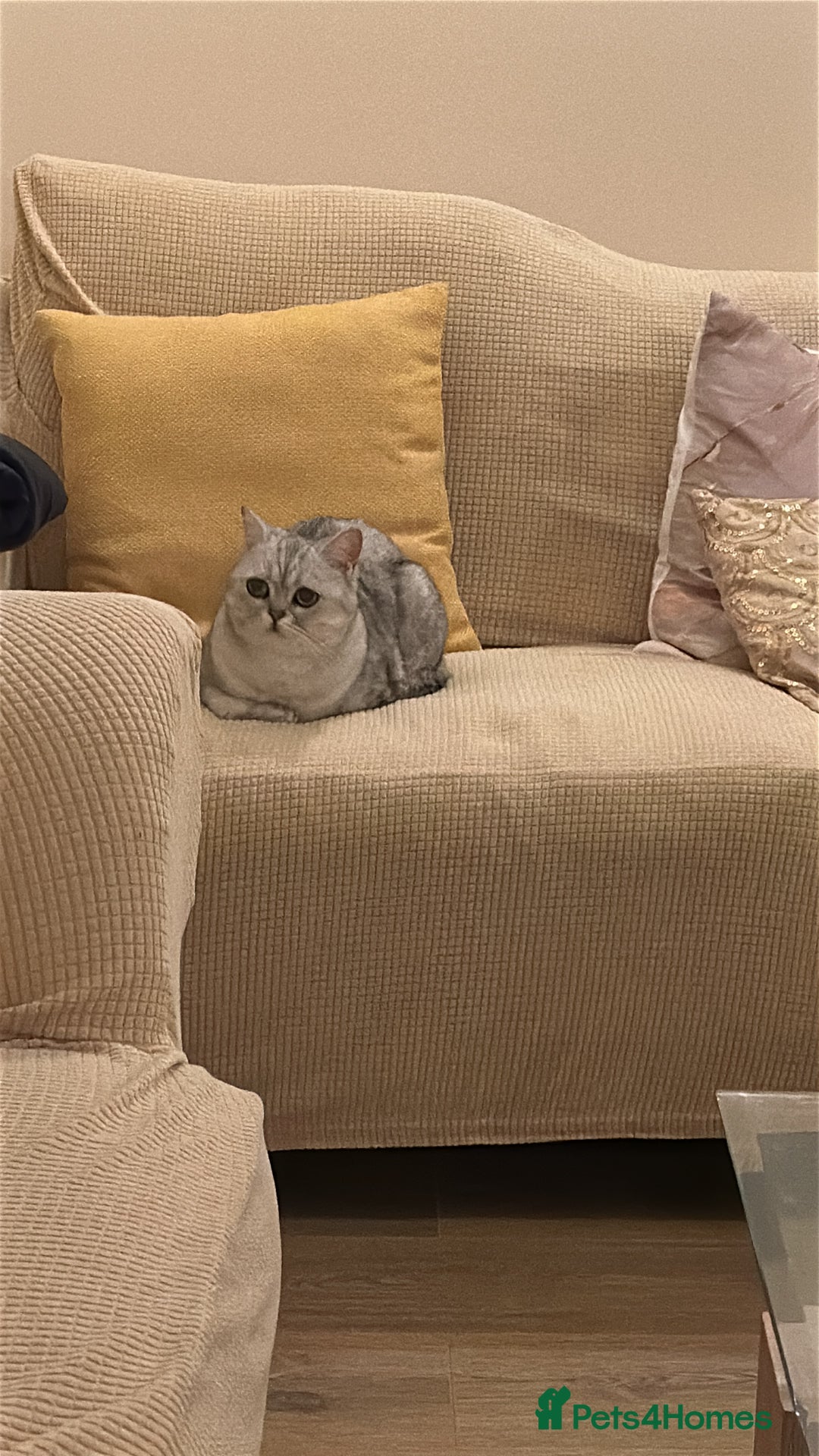 British Shorthair cats for sale: British Short Hair - Silver Shaded - Stormi - Advert 7