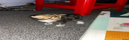 Mixed Breed cats for sale: 4 Mixed Breed Kittens looking for loving home  - Advert 7