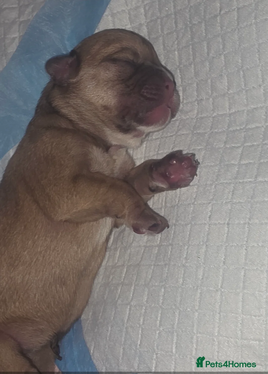 Mixed Breed dogs for sale: French Bull Tzu. - Advert 2