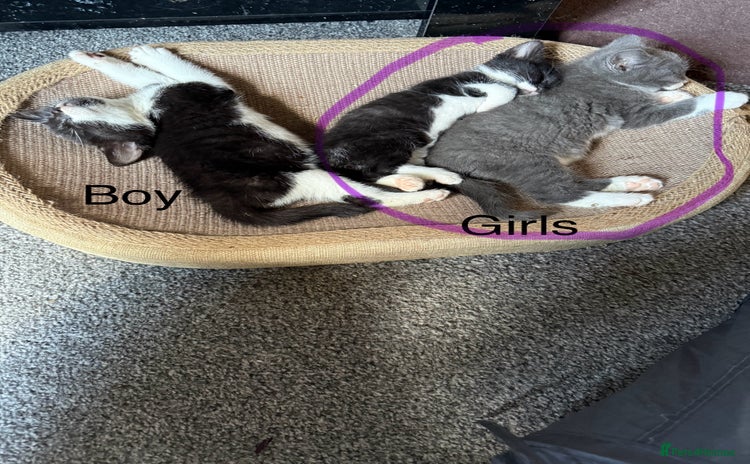 Mixed Breed cats - Advert 2