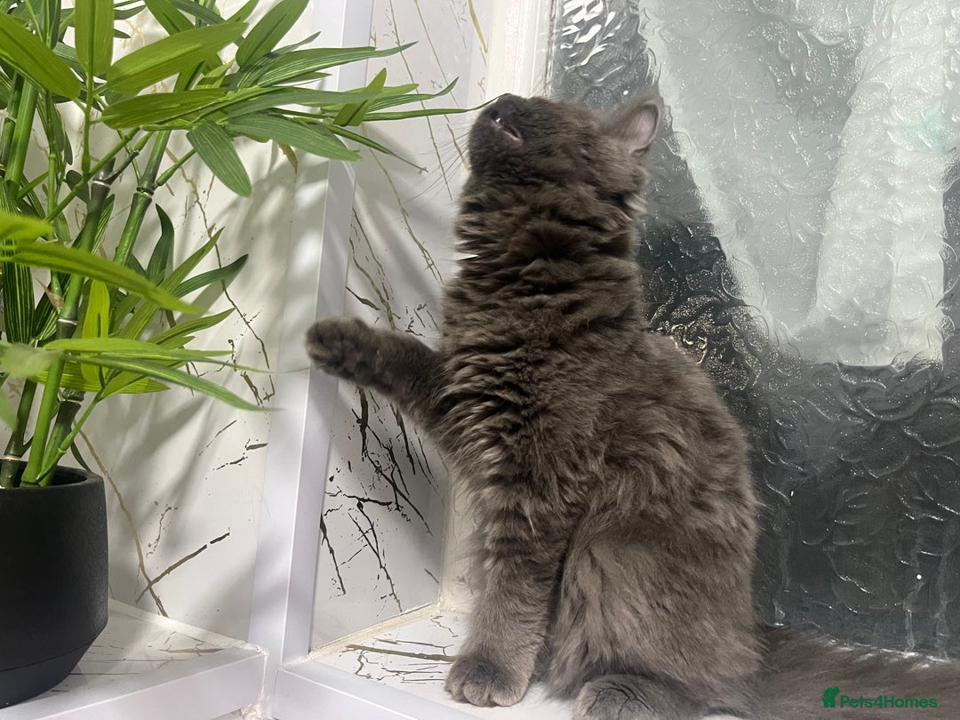 Ragdoll cats for sale: Ragdoll/Persian kittens - Image 6