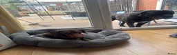 Miniature Dachshund dogs for sale: Bell  in Birmingham - Advert 3