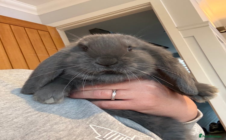 French Lop rabbits - Advert 2