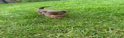 Jack Russell dogs for sale: Jack Russell puppies  - Advert 6