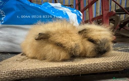 Guinea Pig rodents for sale: Various Swiss Guinea Pigs - Advert 12