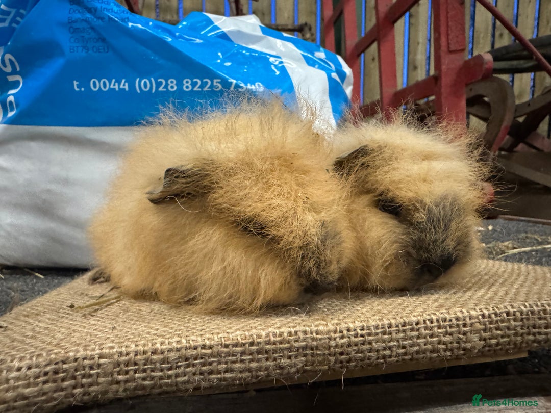 Guinea Pig rodents for sale: Various Swiss Guinea Pigs - Advert 12