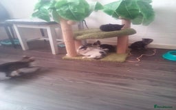 Mixed Breed cats for sale: 7 kittens are ready to go now  - Image 6