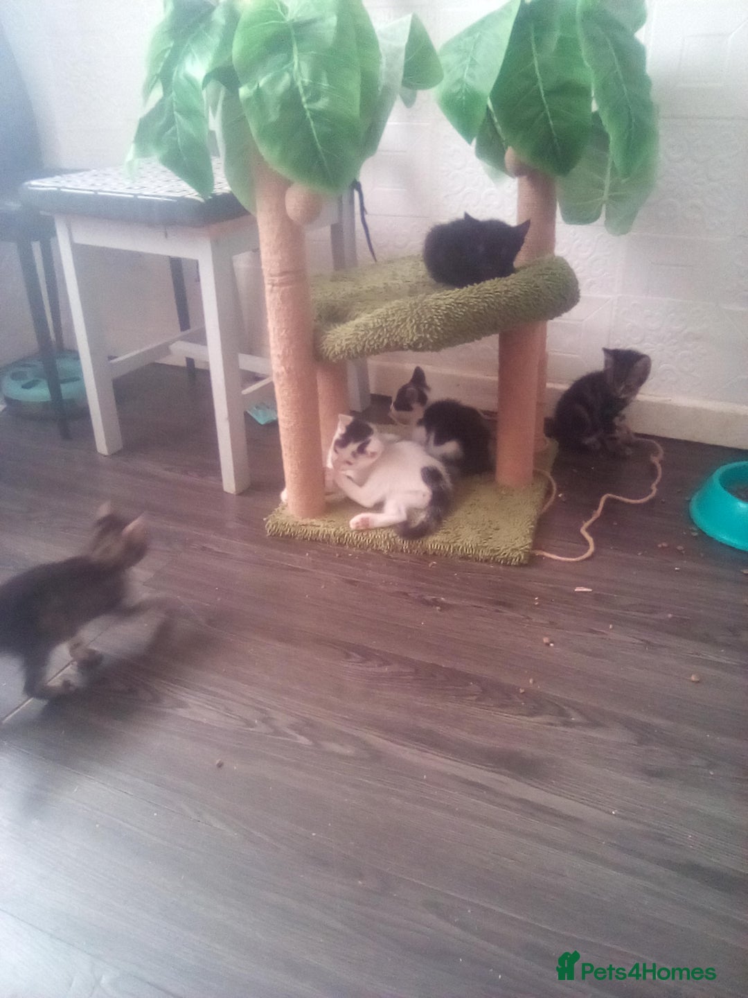 Mixed Breed cats for sale: 7 kittens are ready to go now  - Image 6