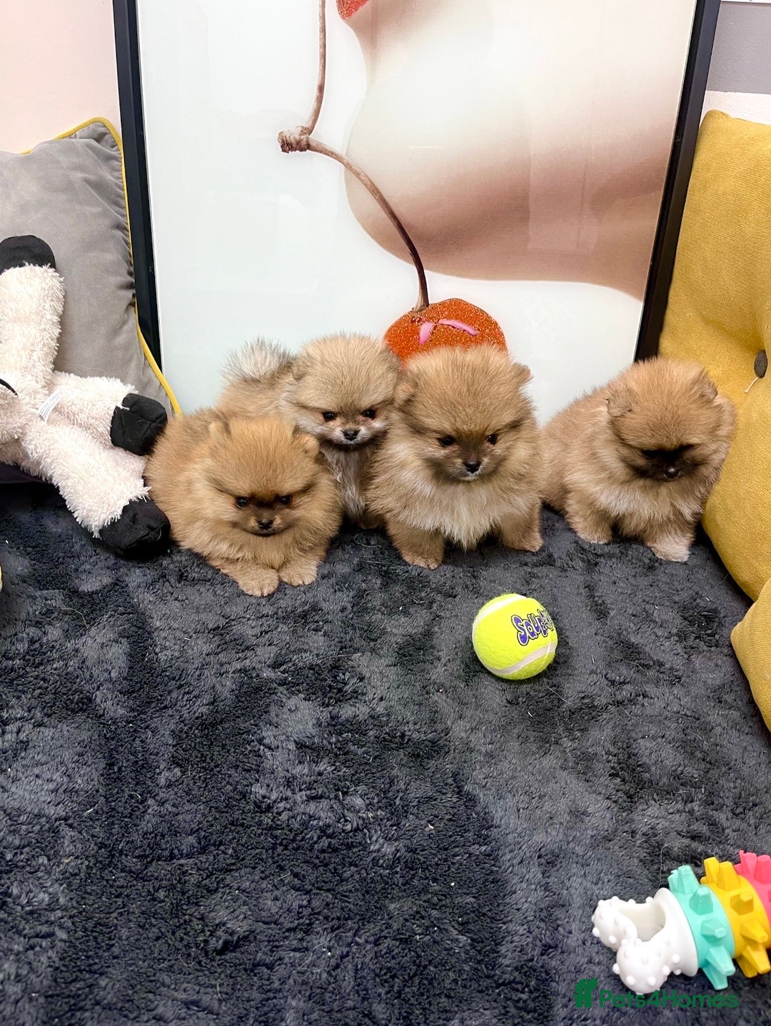 Pomeranian dogs for sale: 🔥🔝 Quality 🏆Championship 🧸Teddy Bears - Advert 4