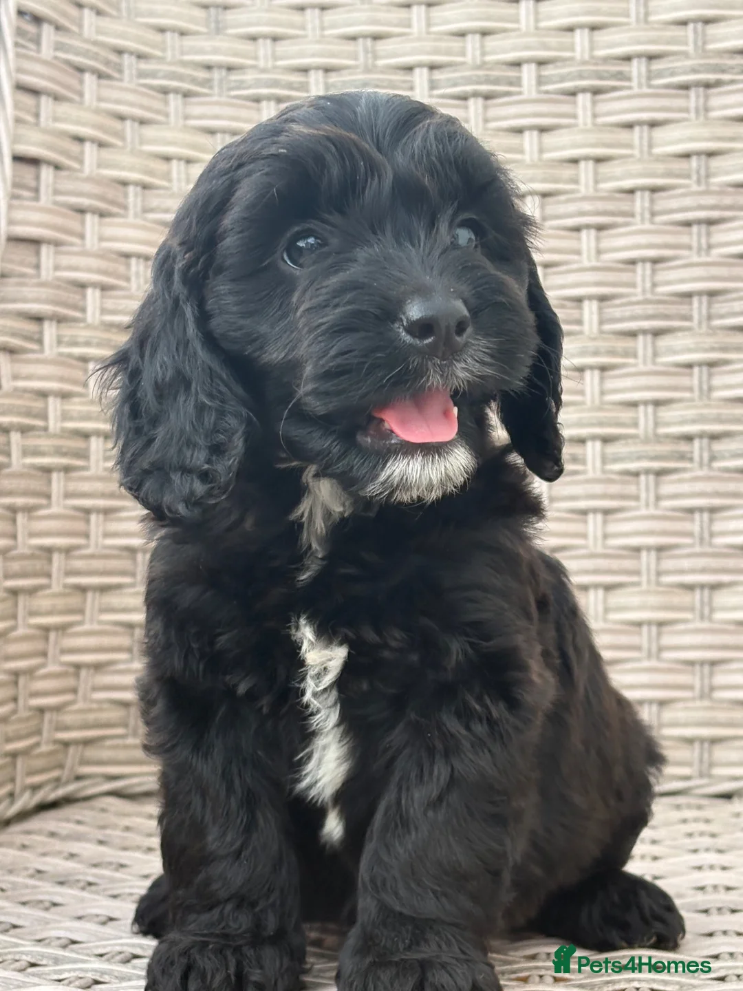 Cockapoo dogs for sale: Fully vaccinated PRA CLEAR F1 cockapoo puppies - Advert 1