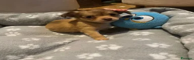 Chihuahua 2