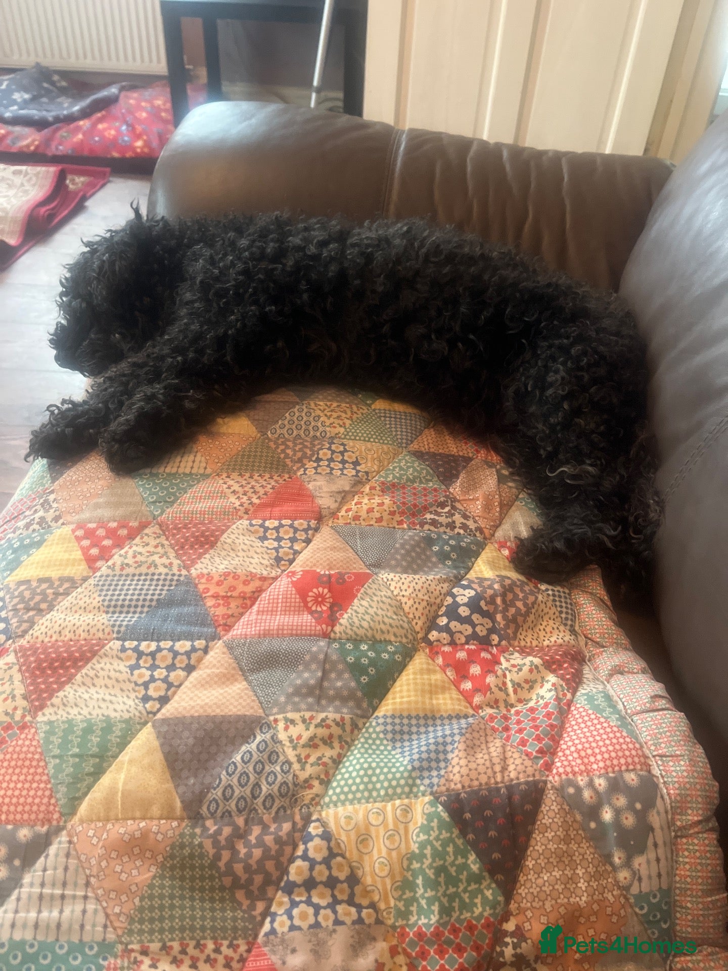 Poodle dogs for sale: Black miniature poodle bitch - Advert 9