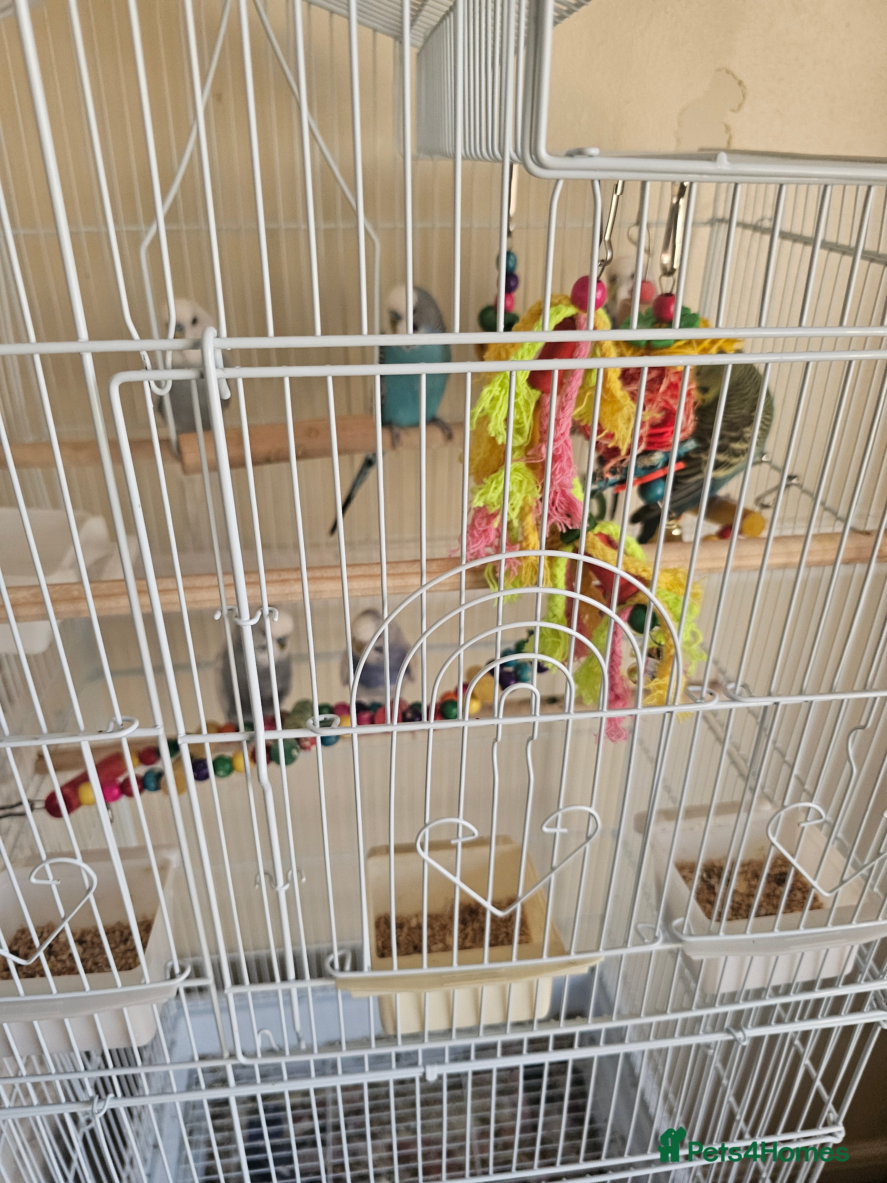 Budgerigars birds Budgies with cag budgie  - Advert 1