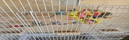 Budgerigars birds for sale: Budgies with cag budgie  - Advert 1