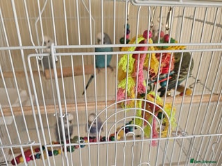 Budgerigars birds Budgies with cag budgie - Advert 1