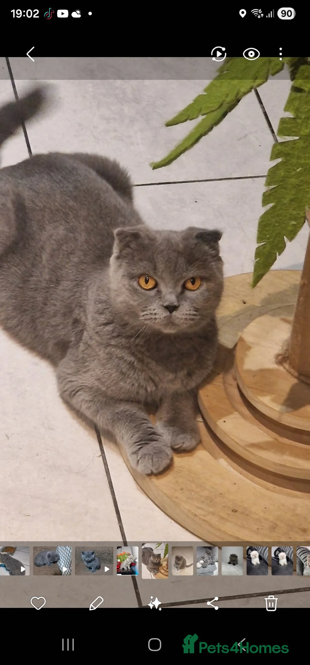 Brazilian Shorthair cats for sale: British straight-eared and Scottish fold kittens - Advert 1