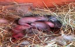 English rabbits for sale: Baby Rabbits  - Image 1