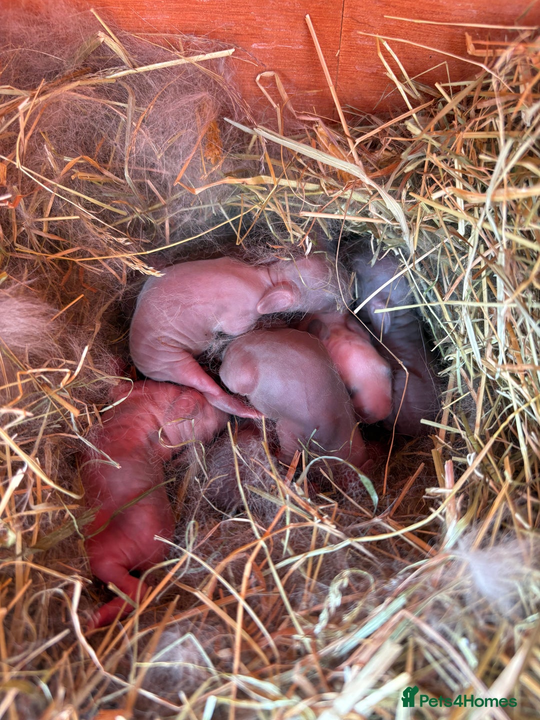 English rabbits for sale: Baby Rabbits  - Image 1