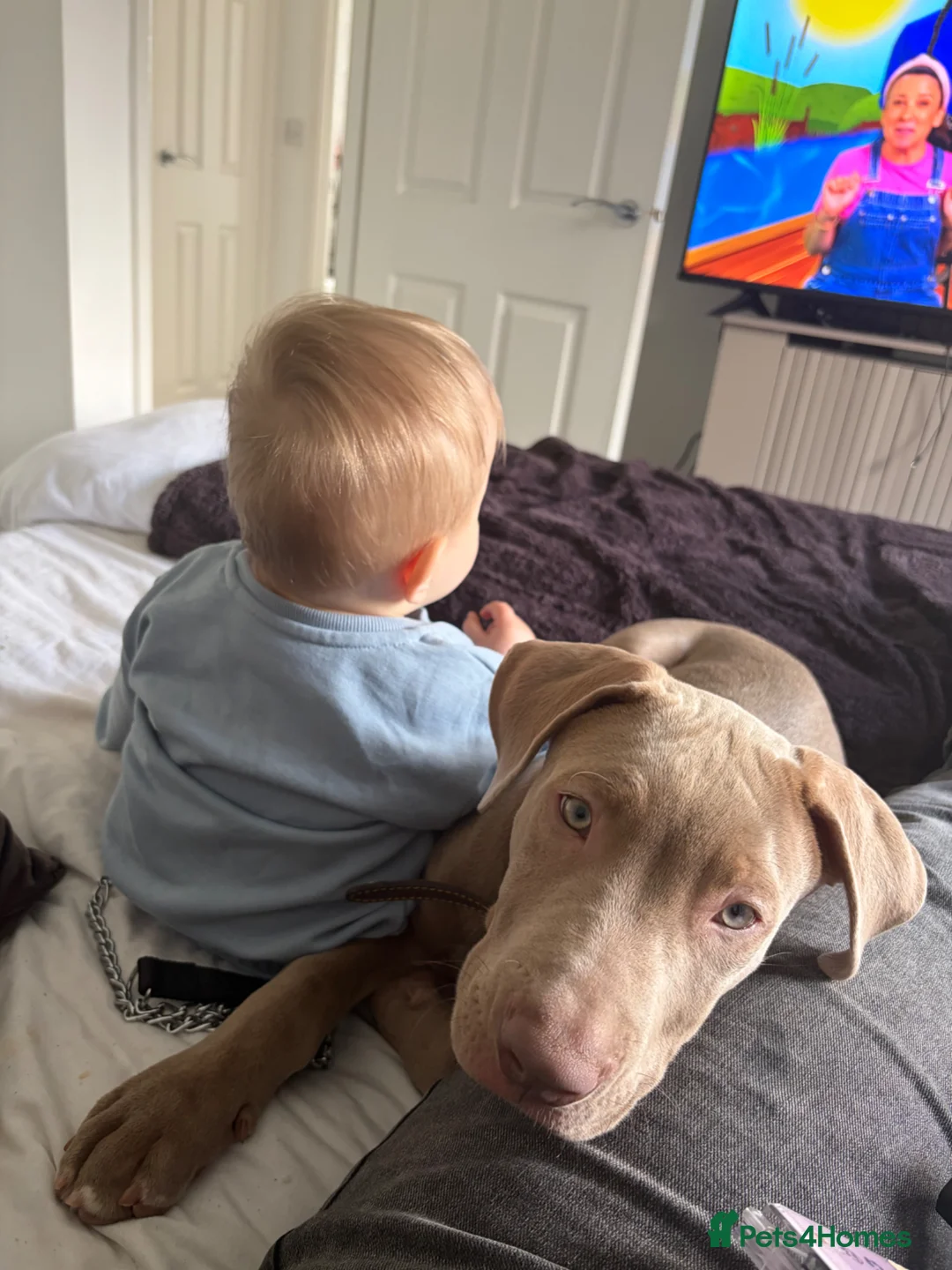 Staffordshire Bull Terrier dogs for sale: 16 week old merle staffy cross  - Advert 2