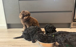 Cockapoo dogs for sale: Beautiful f1b puppies - Image 6