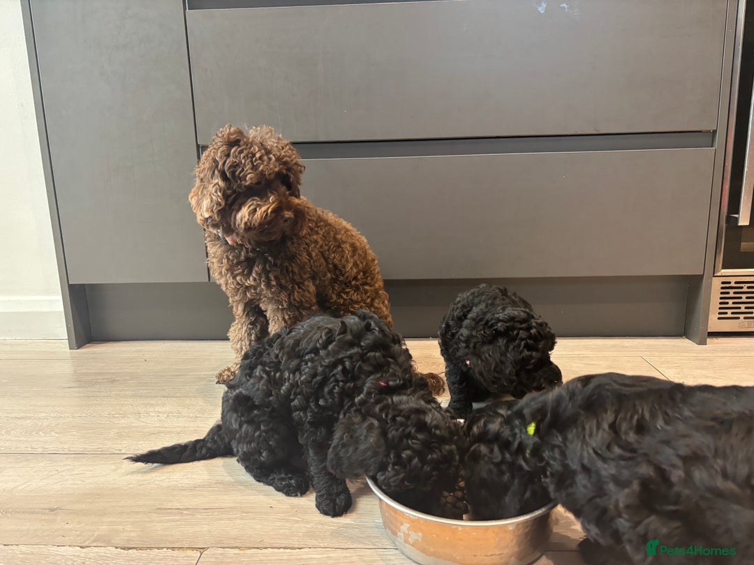 Cockapoo dogs for sale: Beautiful f1b puppies - Image 6