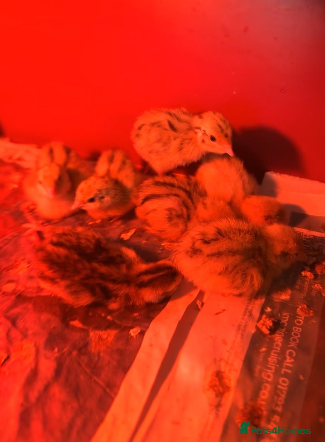 Mixed Breed birds for sale: Coturnix Quail - Advert 3