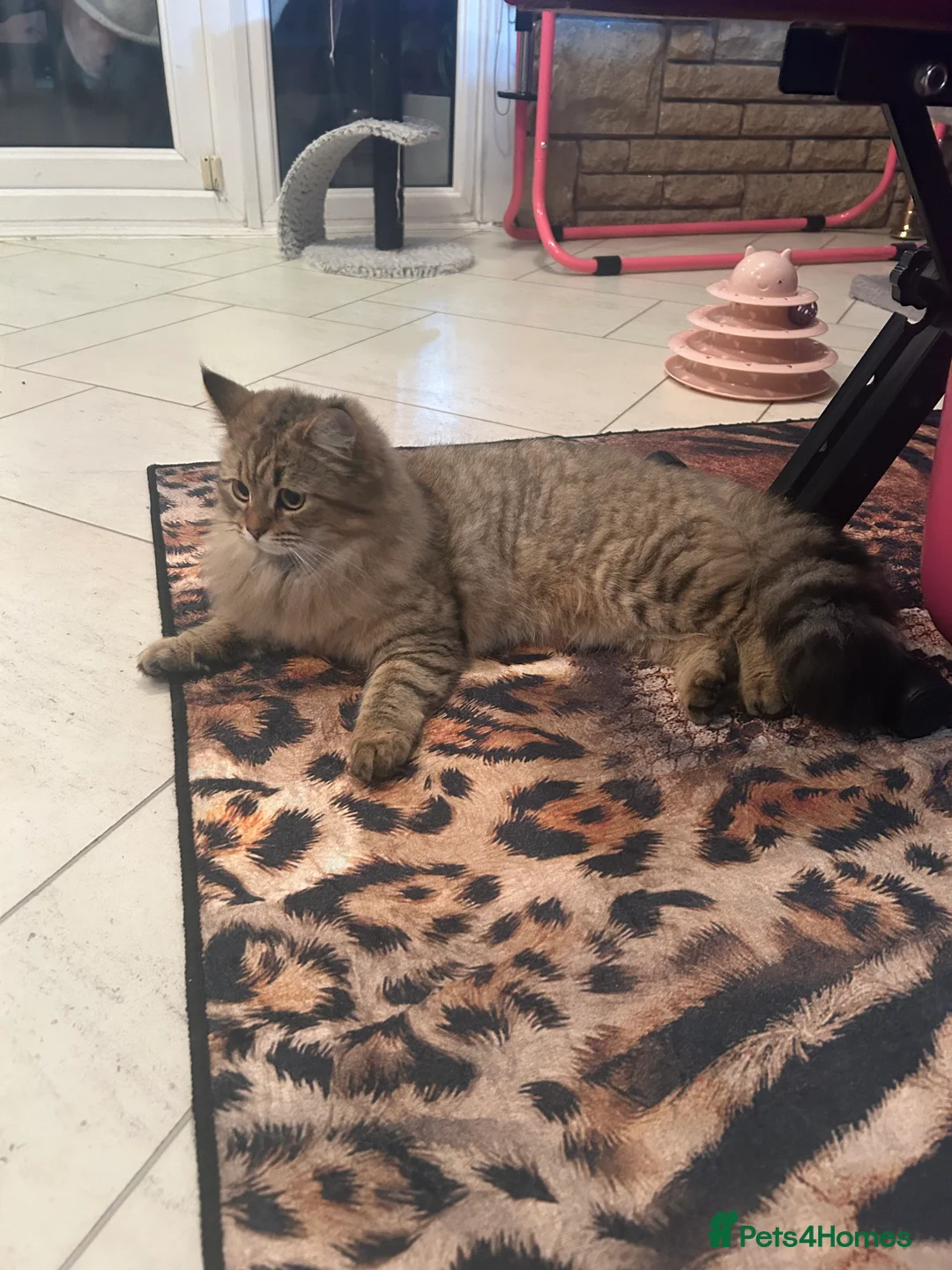 Bengal cats for sale: Bengal x Persian kitten for sale 8 months old  - Advert 8