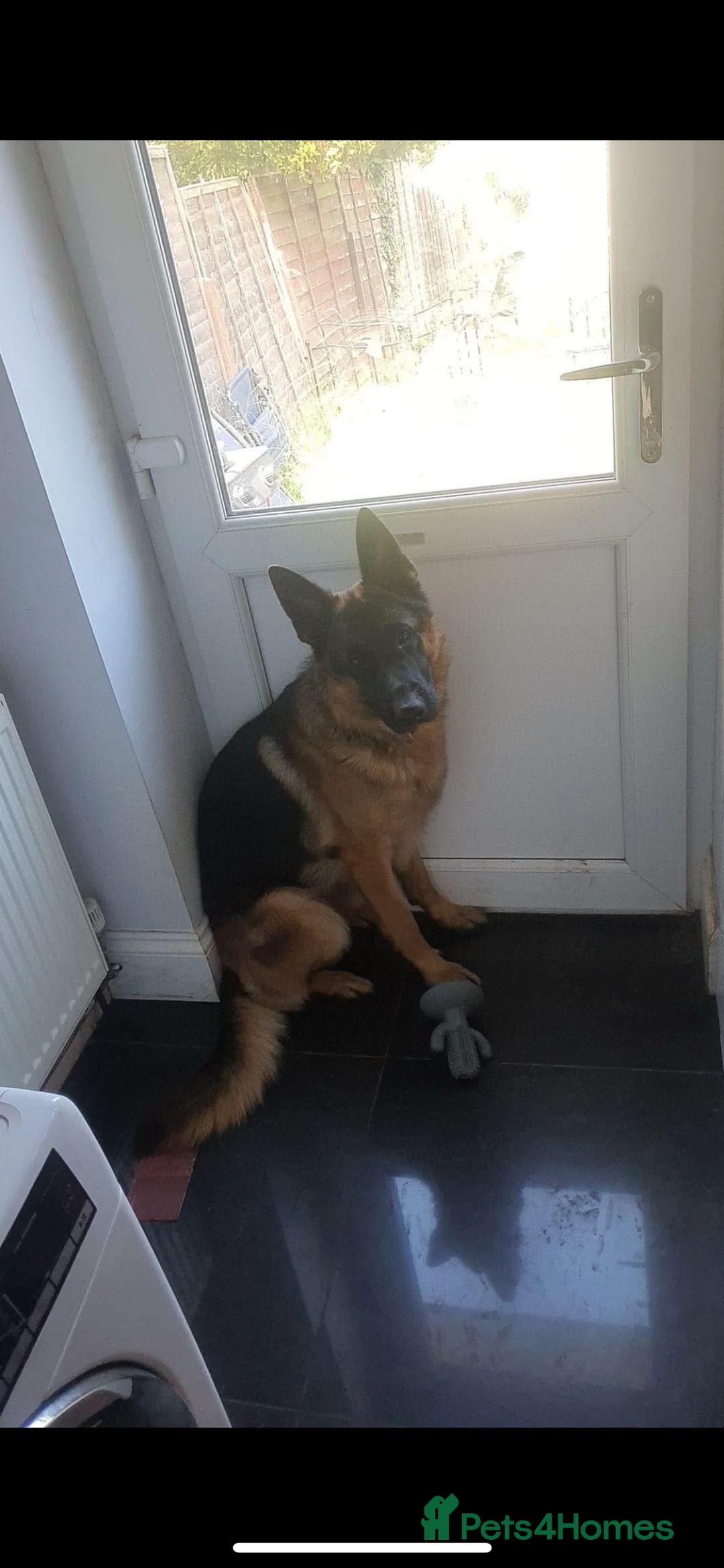 German Shepherd dogs for sale: Rufus  - Advert 4