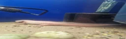 Axolotl reptiles for sale: Stunning Pink Axolotls Available  - Advert 4