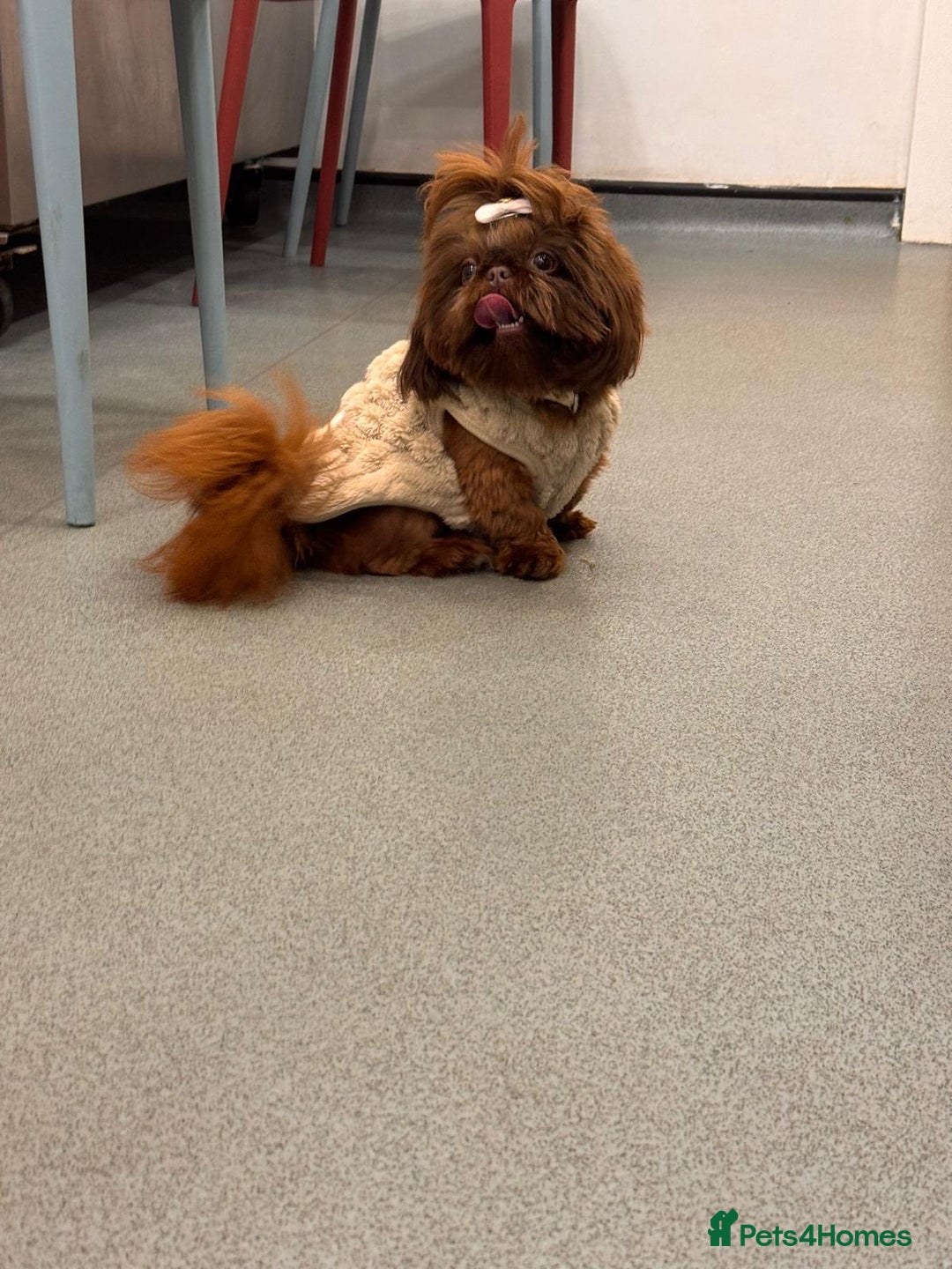 Shih Tzu dogs for sale: Chocolate imperial shihtzu puppies READY NOW - Advert 5