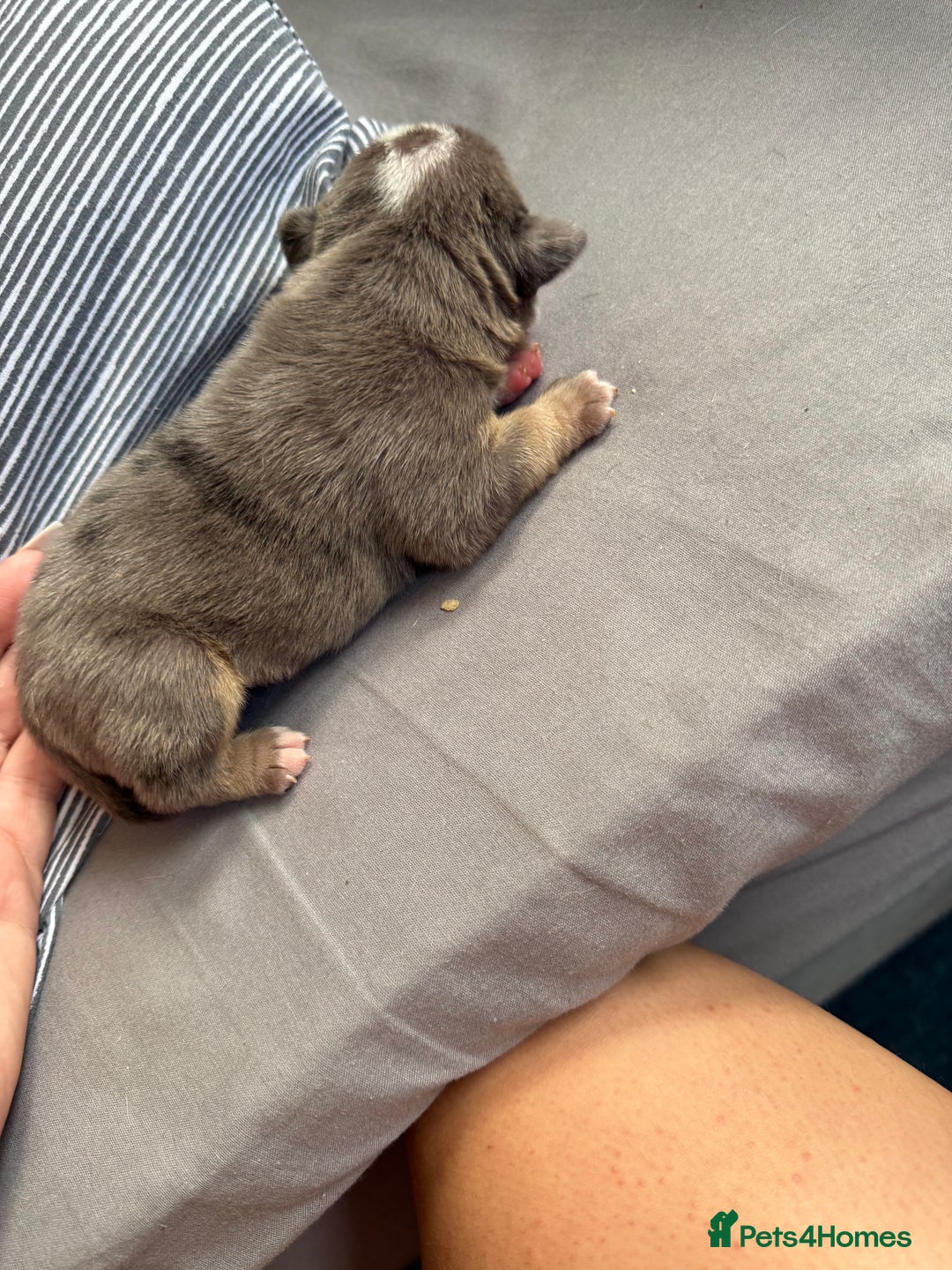 Mixed Breed dogs for sale: Old Tyme bulldogs f1  - Image 7