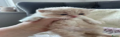 British Shorthair Kitten 1
