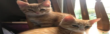 Ginger