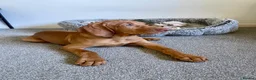 Hungarian Vizsla dogs for sale: Hungarian Vizsla Puppy 14 weeks old  - Advert 12