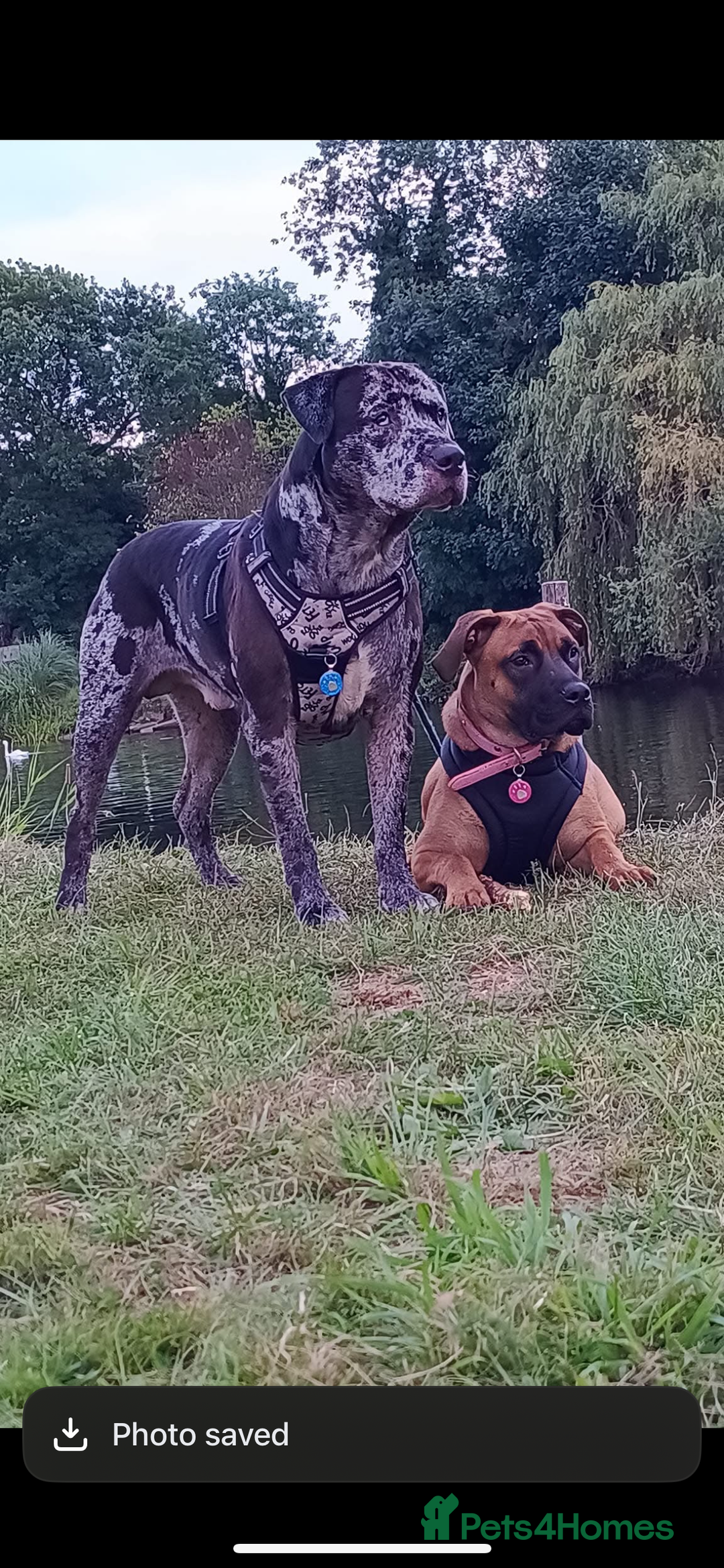 Mixed Breed dogs for sale: Mix breed Staff  - Advert 3