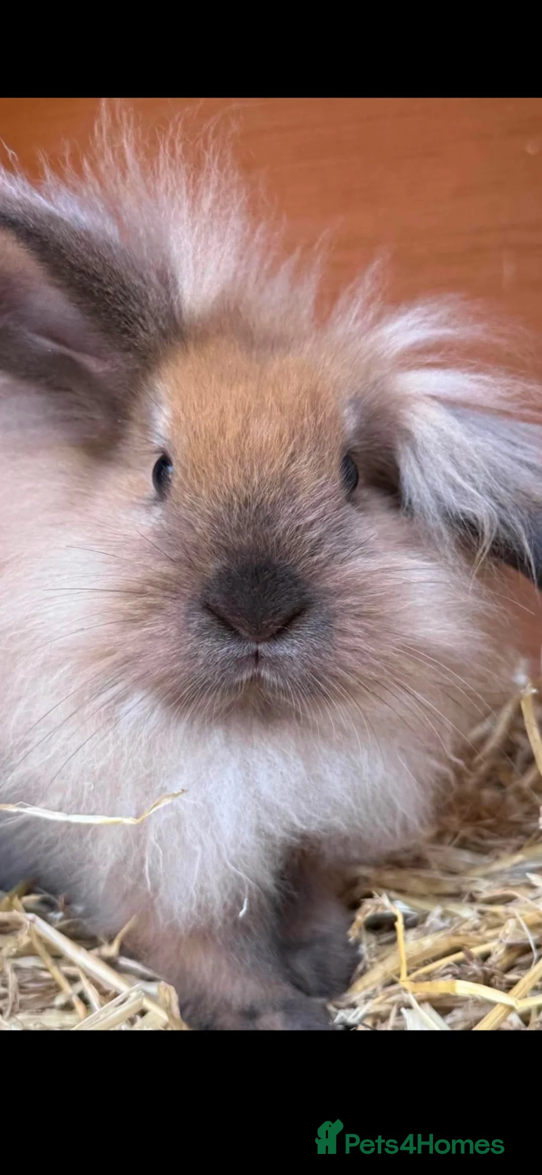 Mini Lion Lop rabbits for sale: Two rabbits looking for new home in Weston-super-Mare - Advert 2