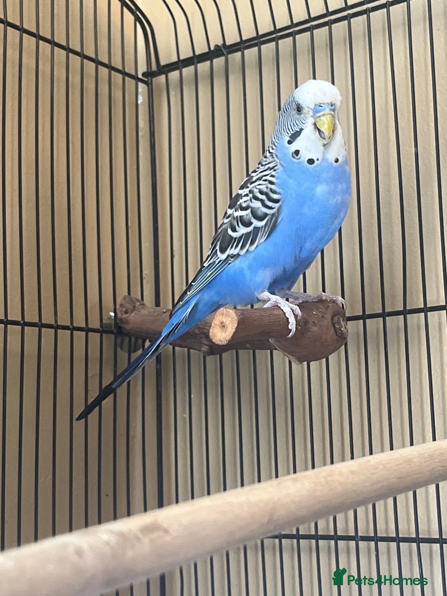 Budgerigars birds Simon for sale :) - Advert 3