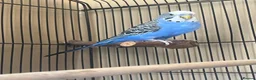 Budgerigars birds for sale: Simon for sale :) - Advert 1