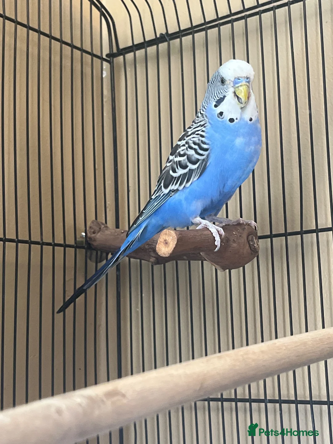 Budgerigars birds for sale: Simon for sale :) - Advert 1