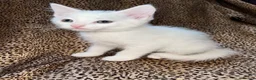 Turkish Angora cats for sale: Turkish Angola white kittens  - Advert 6
